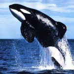 baleine aftral
